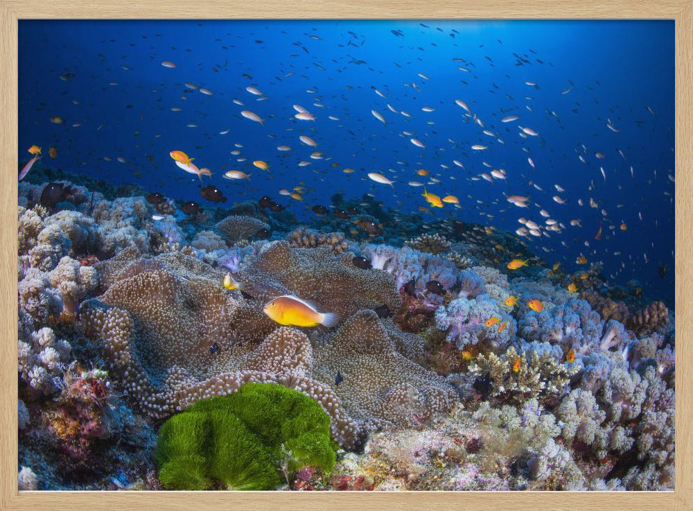 Anemone und Anthias | Poster
