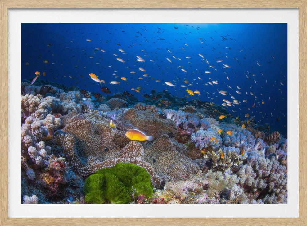 Anemone und Anthias | Poster