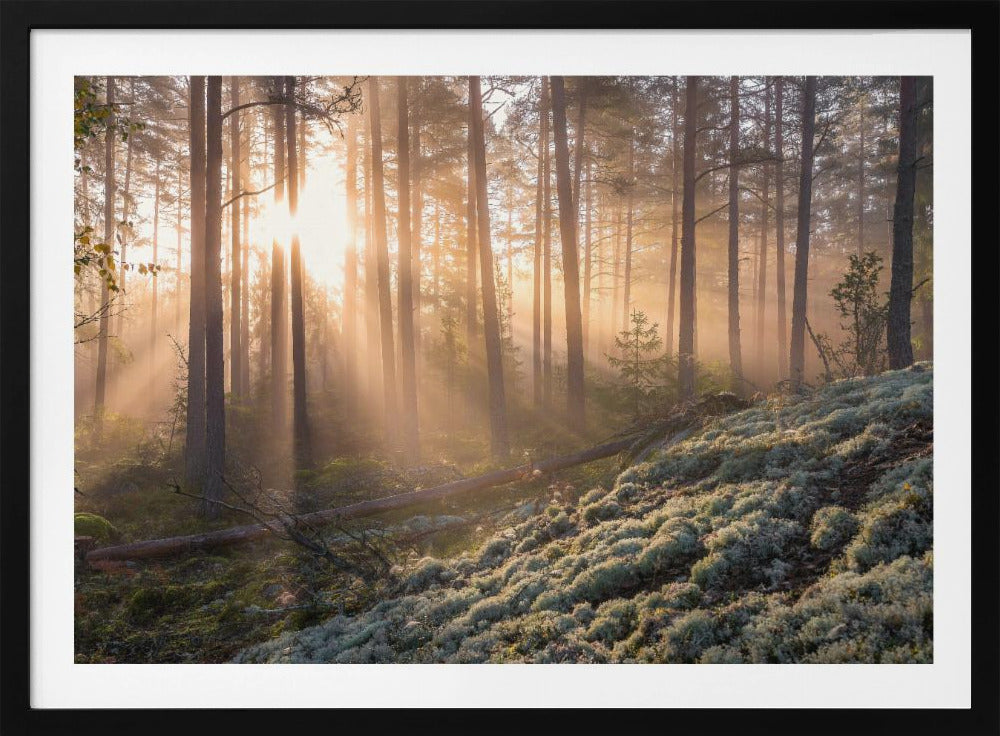 Nebel im Wald mit weißem Moos im Vordergrund | Poster