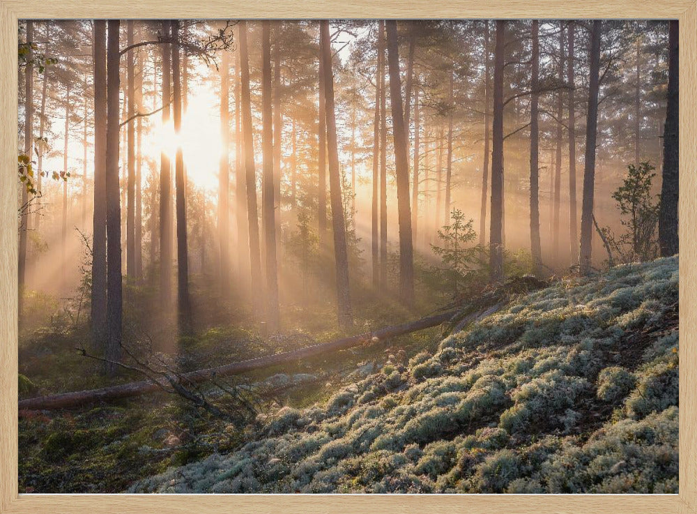 Nebel im Wald mit weißem Moos im Vordergrund | Poster