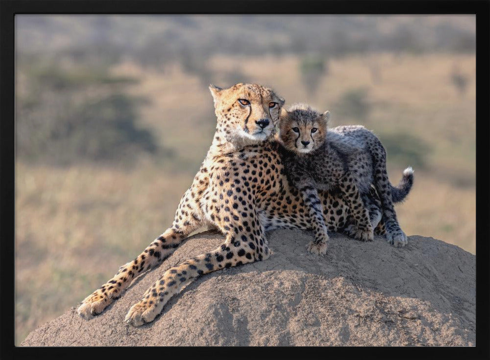 Gepard und Tasse! | Poster