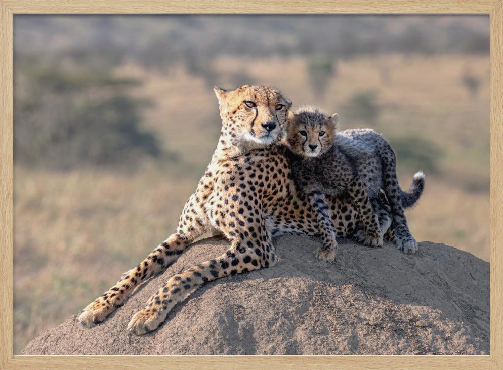 Cheetah and cup! | Poster