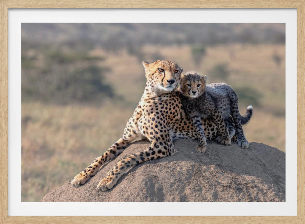 Gepard und Tasse! | Poster