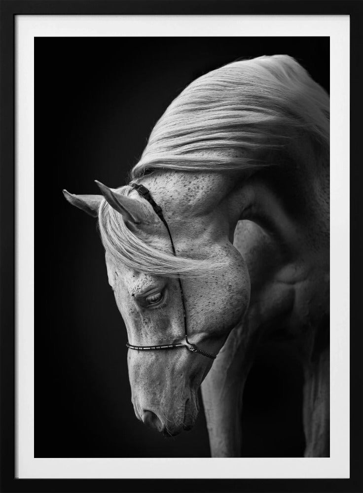 weißer Hengst | Poster