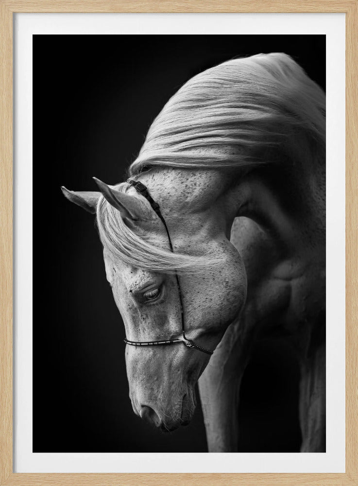 weißer Hengst | Poster