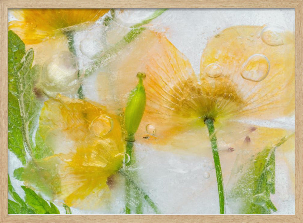 Meconopsis | Poster