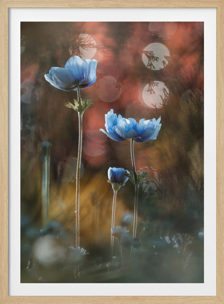 Ein Farbenrausch in einer grauen und tristen Welt | Poster