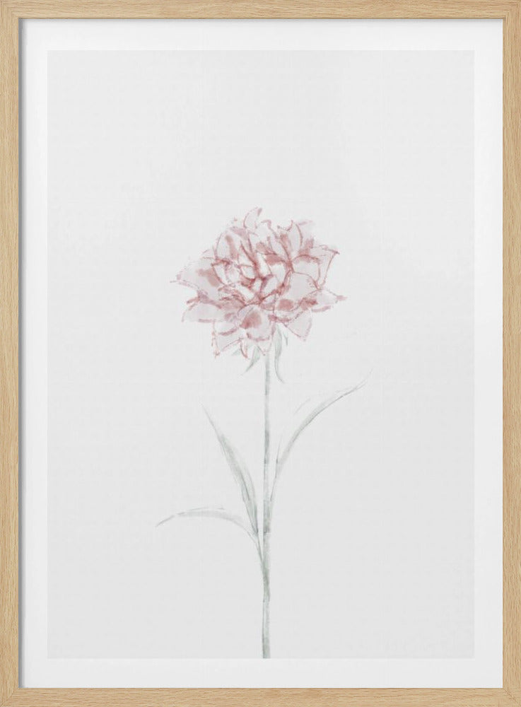 Pfingstrose 02 | Poster