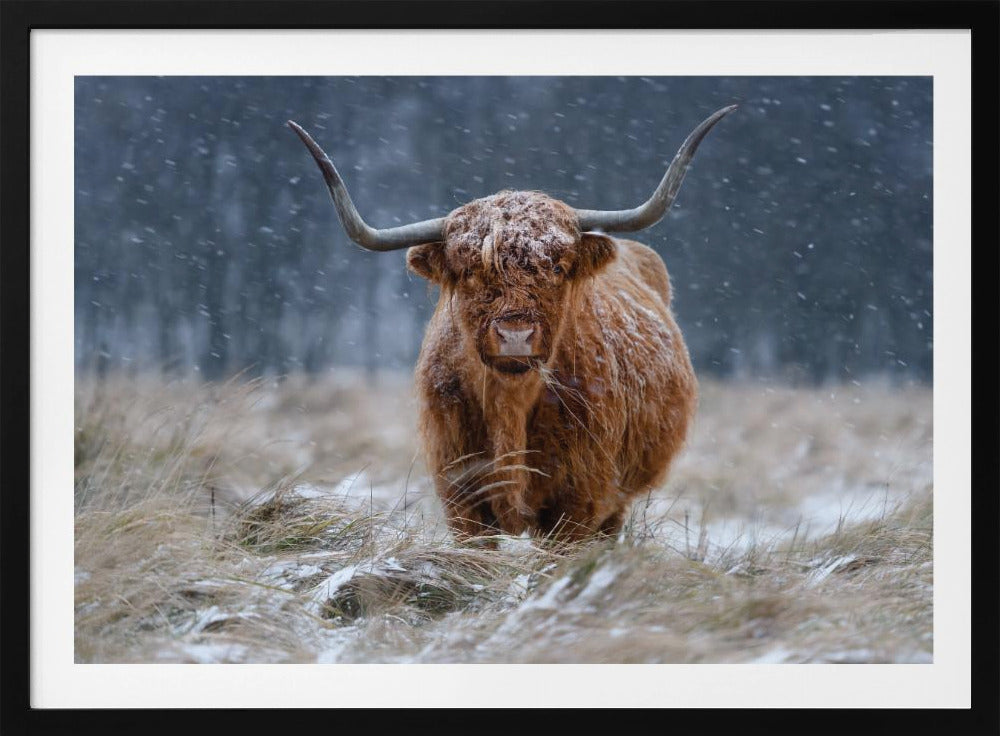 Schneebedeckte Hochlandkuh | Poster