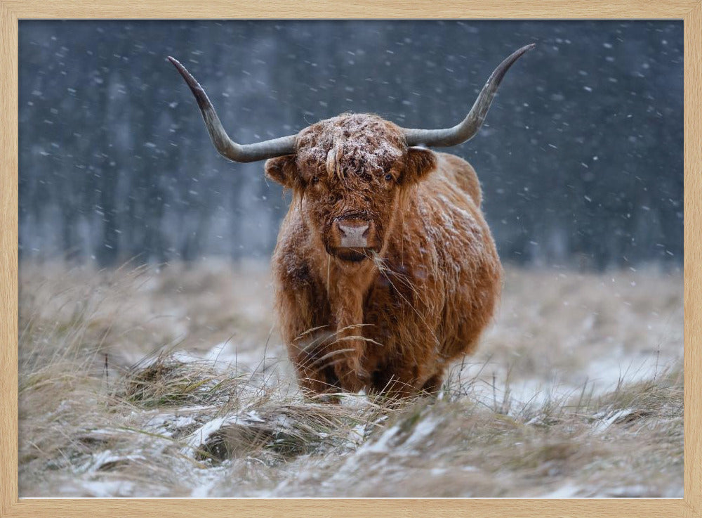 Schneebedeckte Hochlandkuh | Poster