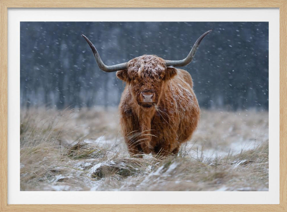 Schneebedeckte Hochlandkuh | Poster