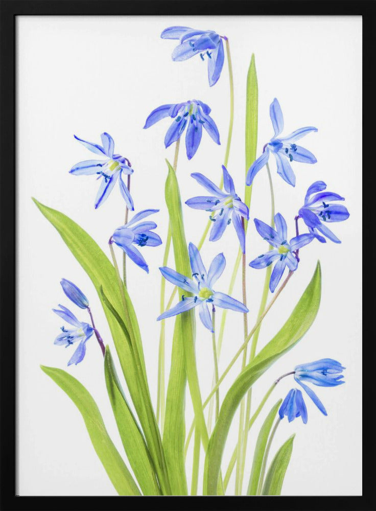 Scilla | Poster