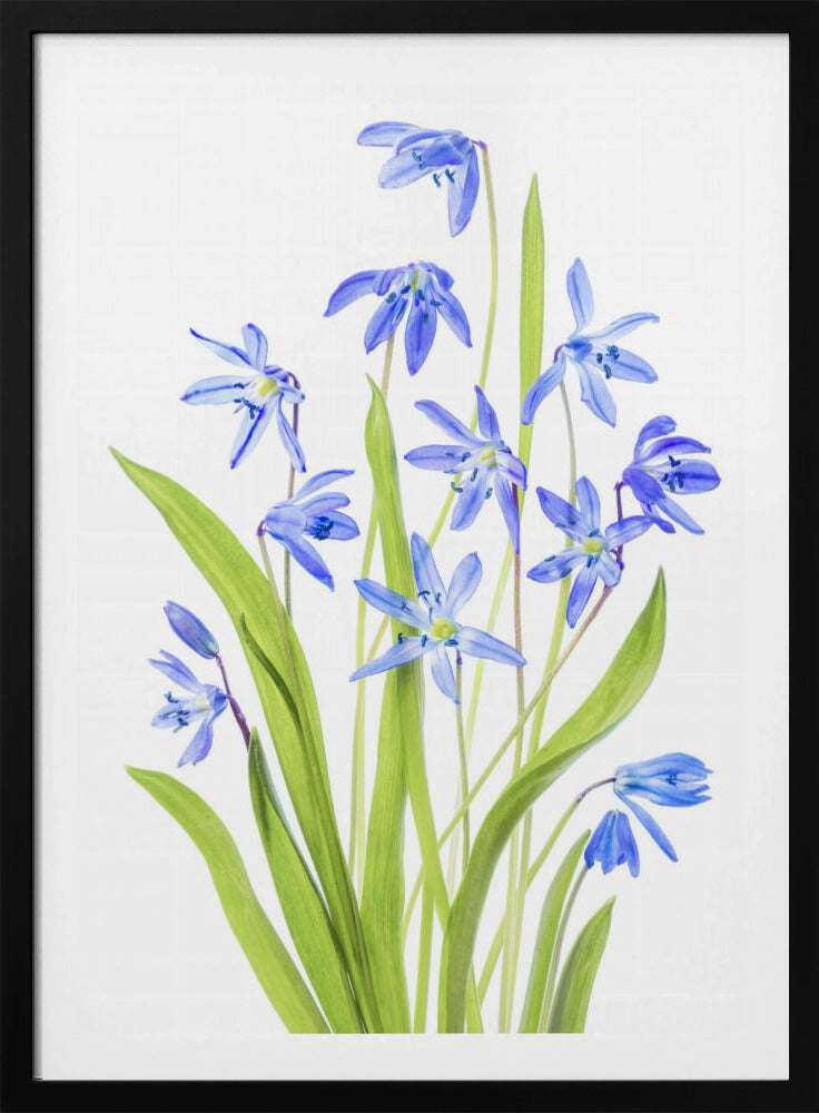 Scilla | Poster