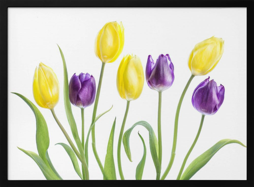 Tulpe | Poster
