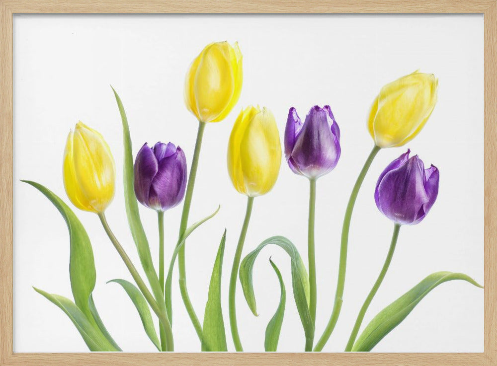 Tulpe | Poster