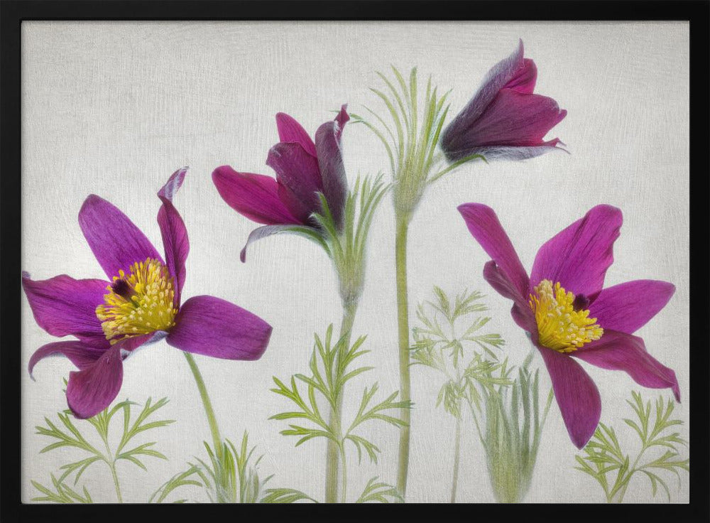 Pulsatilla | Poster