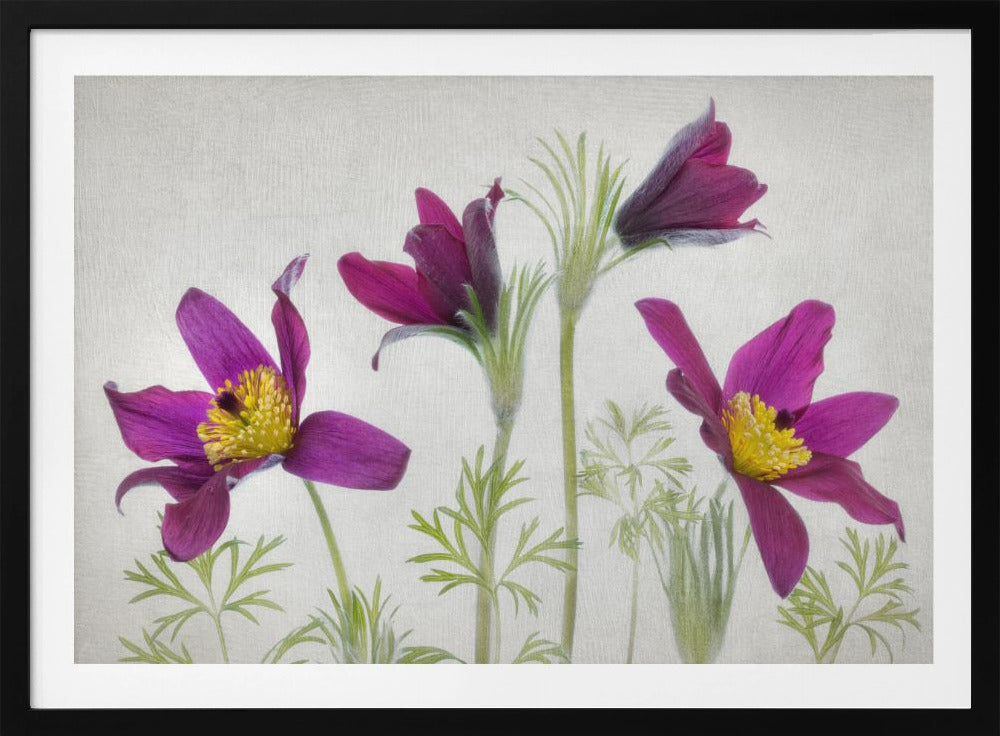 Pulsatilla | Poster