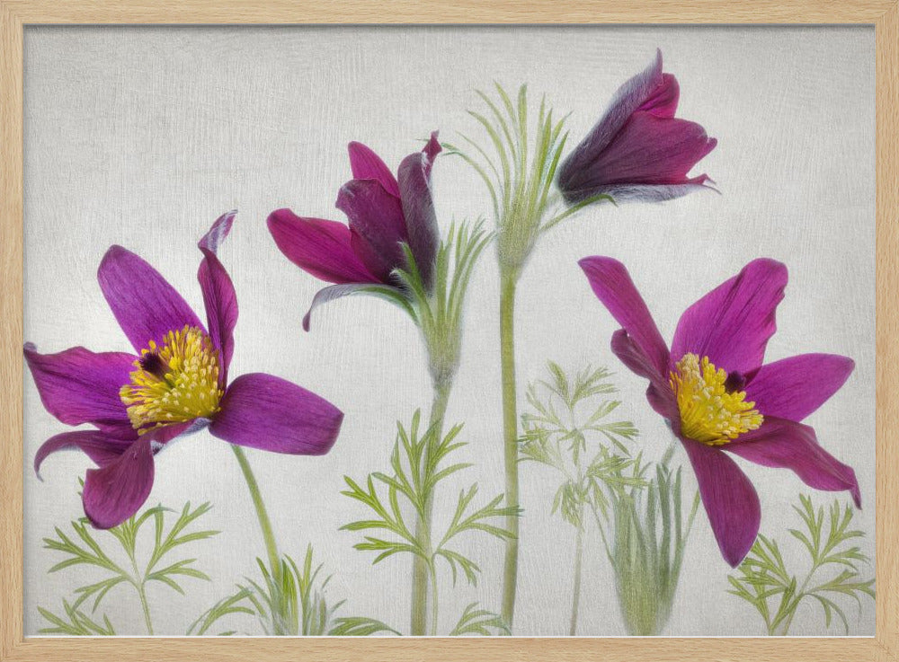 Pulsatilla | Poster