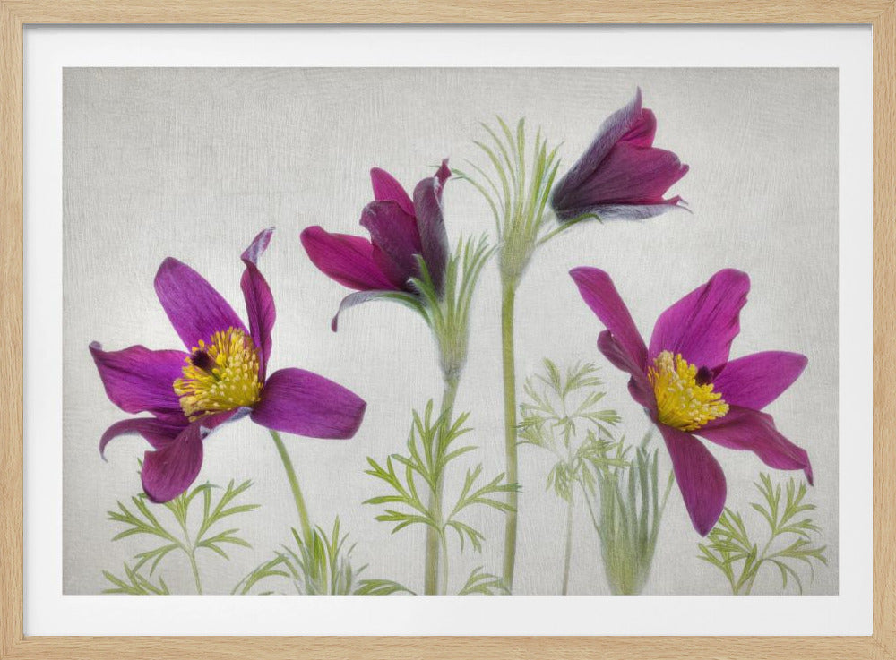 Pulsatilla | Poster
