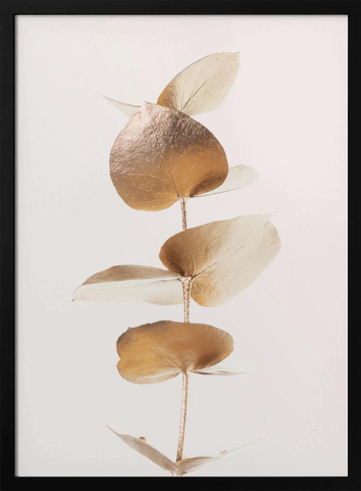 Eukalyptus Gold Nr. 06 | Poster