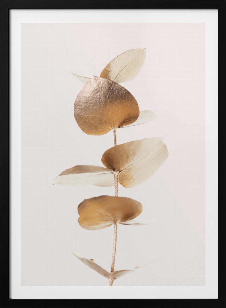 Eukalyptus Gold Nr. 06 | Poster