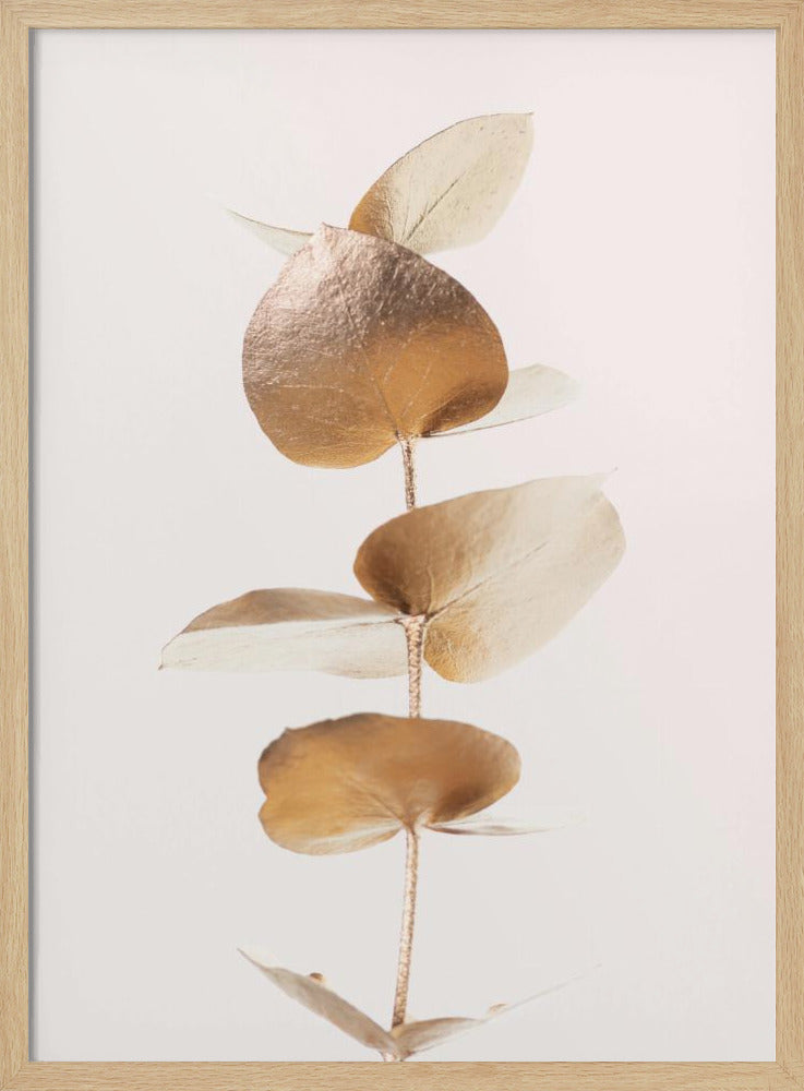 Eukalyptus Gold Nr. 06 | Poster