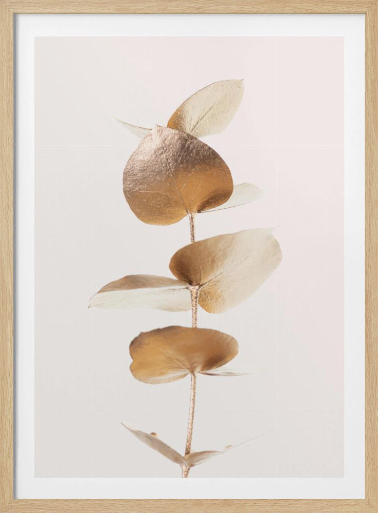 Eukalyptus Gold Nr. 06 | Poster