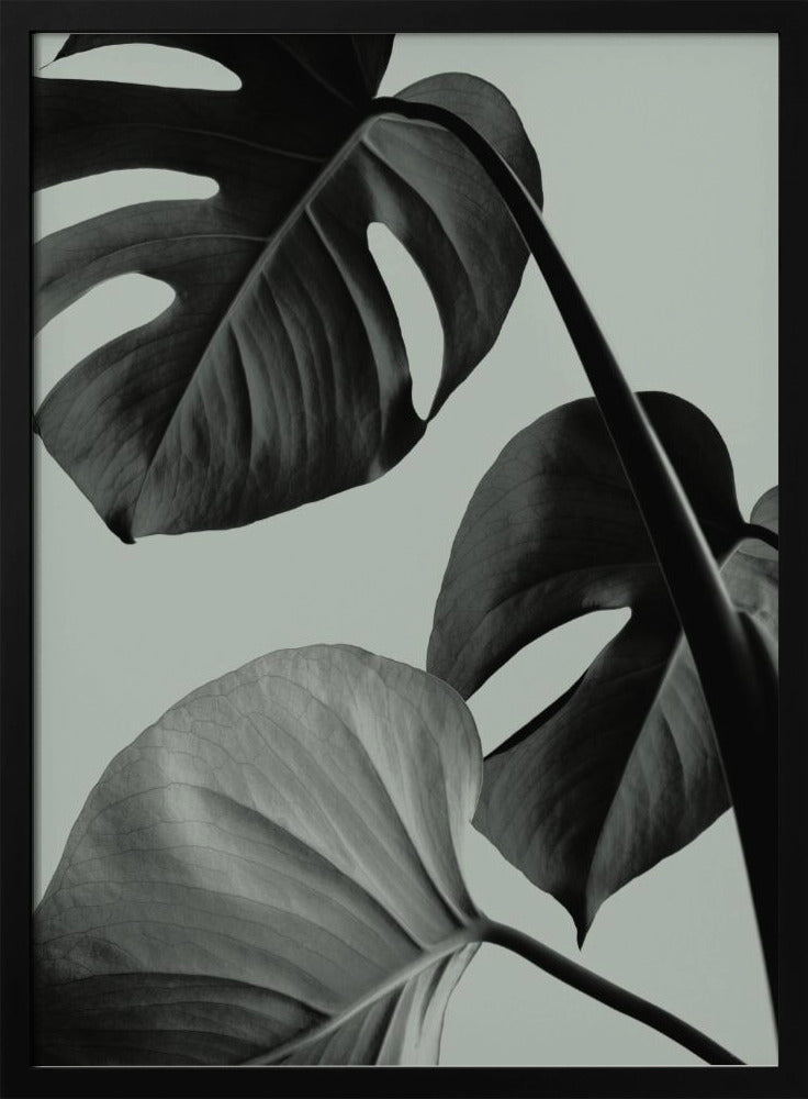 Monstera Teal 07 | Poster