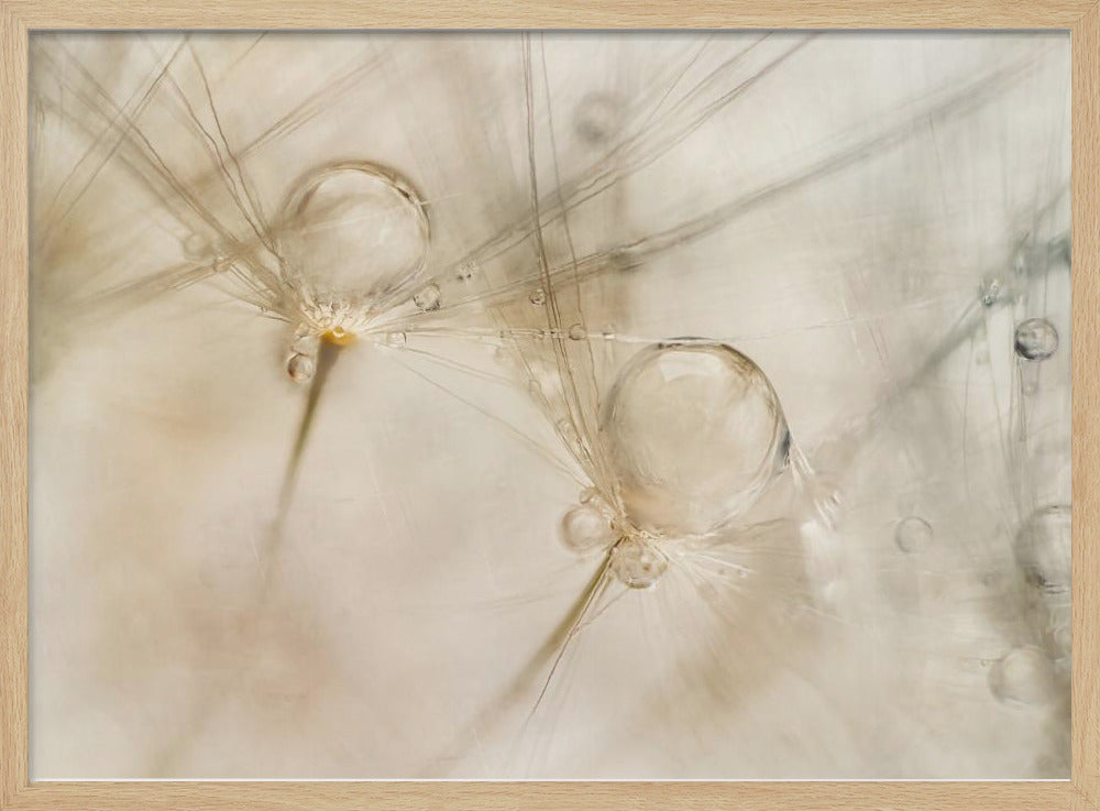 Aquarelle | Poster