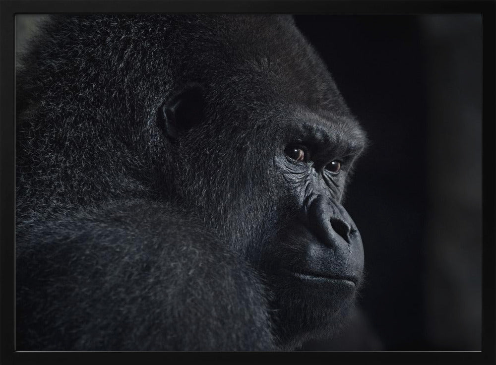 Gorillablick | Poster