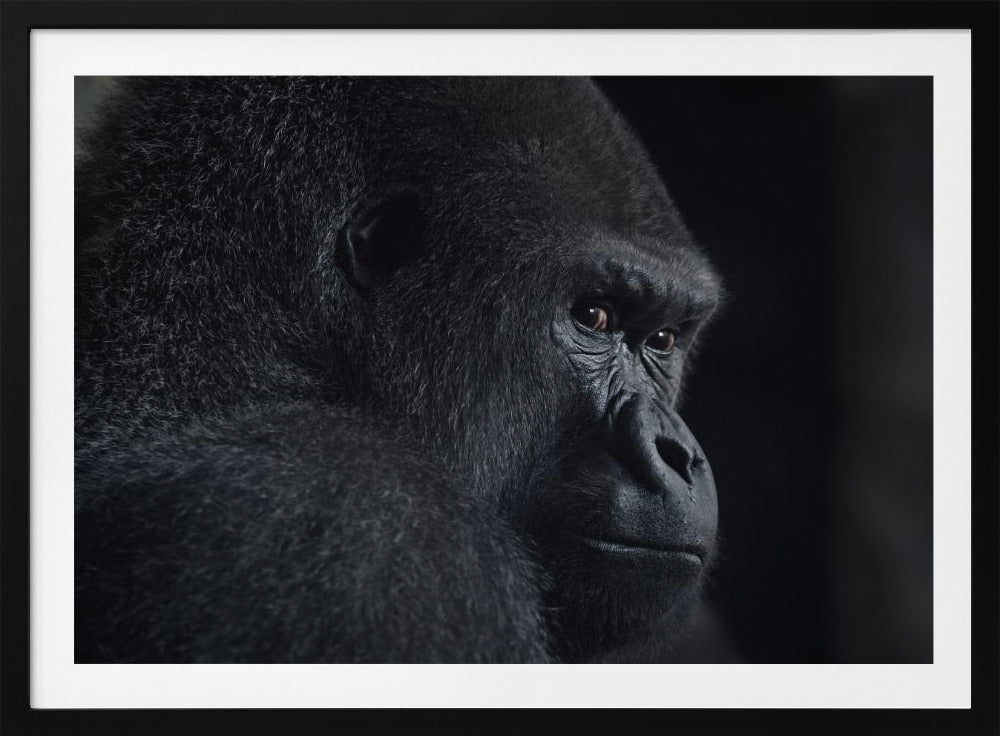 Gorillablick | Poster