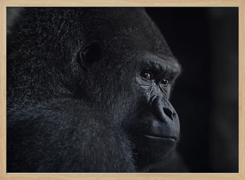 Gorillablick | Poster