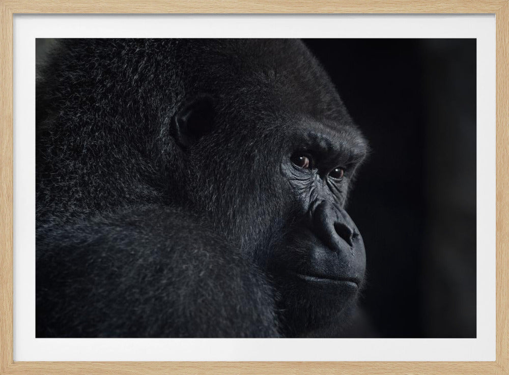 Gorillablick | Poster