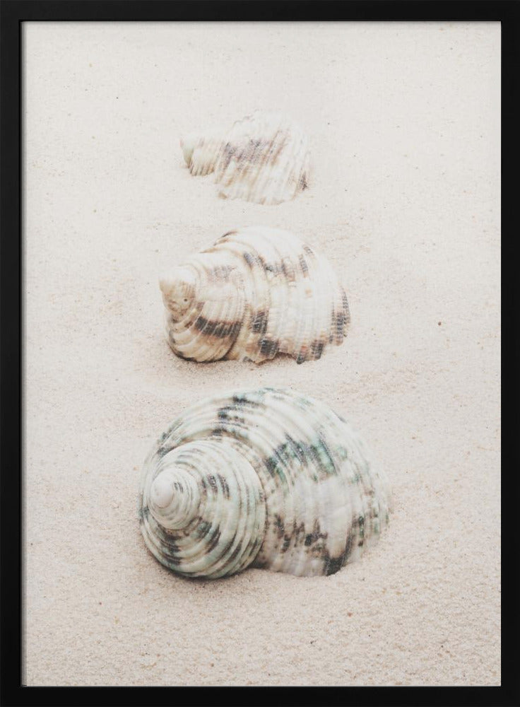 Muscheln | Poster