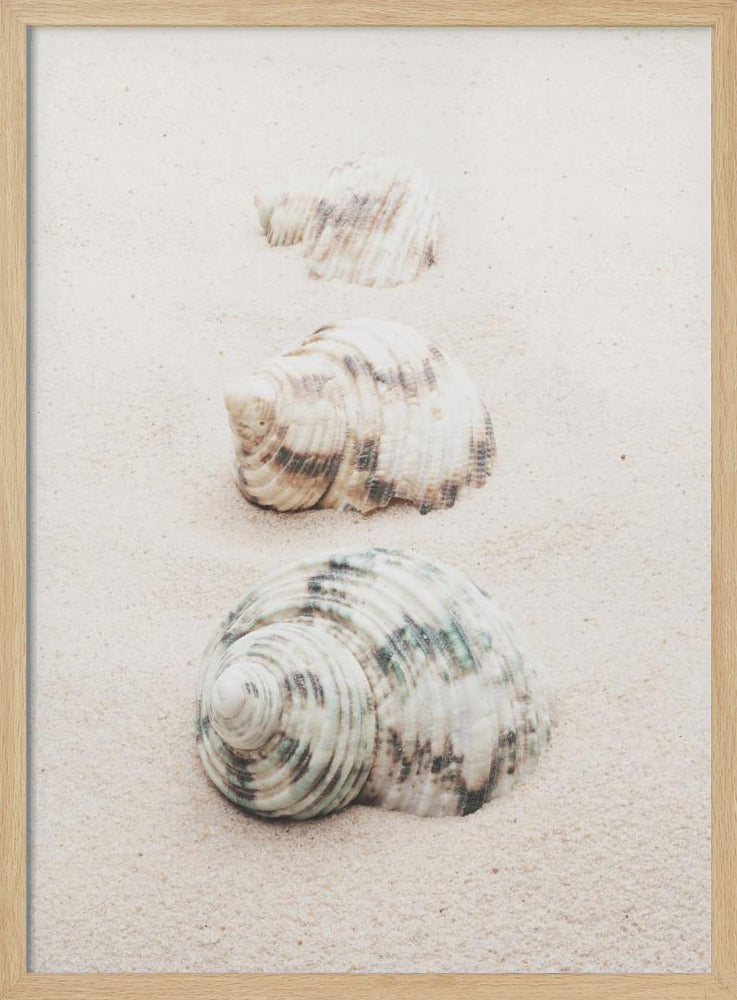 Muscheln | Poster