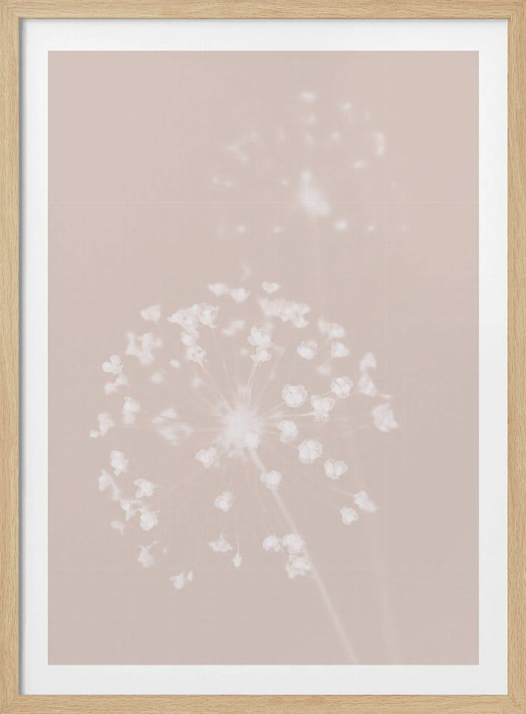 Dried Flower Pink | Poster