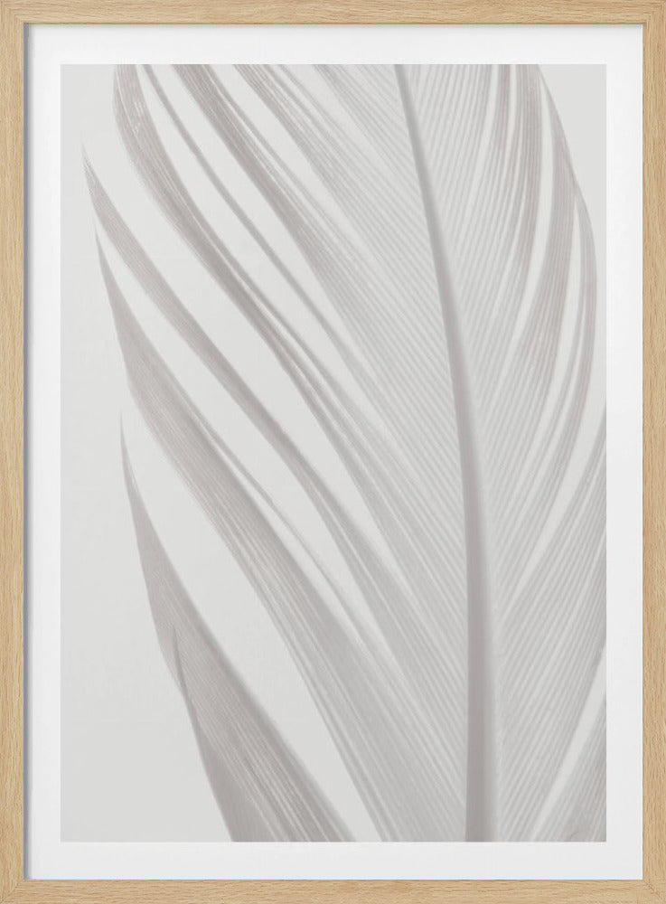 Feather_006 | Poster