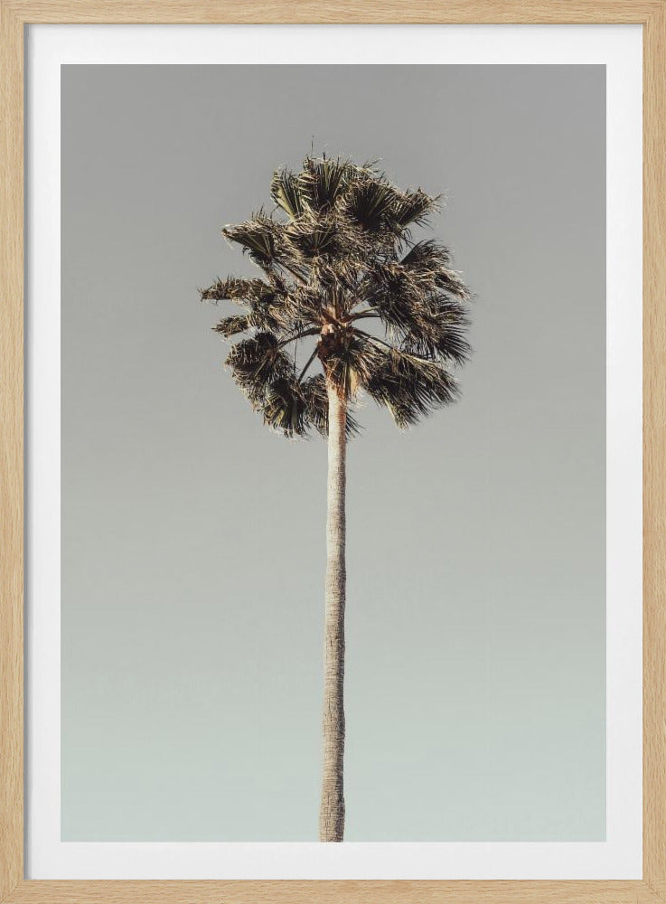 Palm_001 | Poster