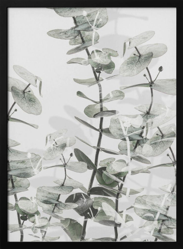 Eukalyptus_001 | Poster