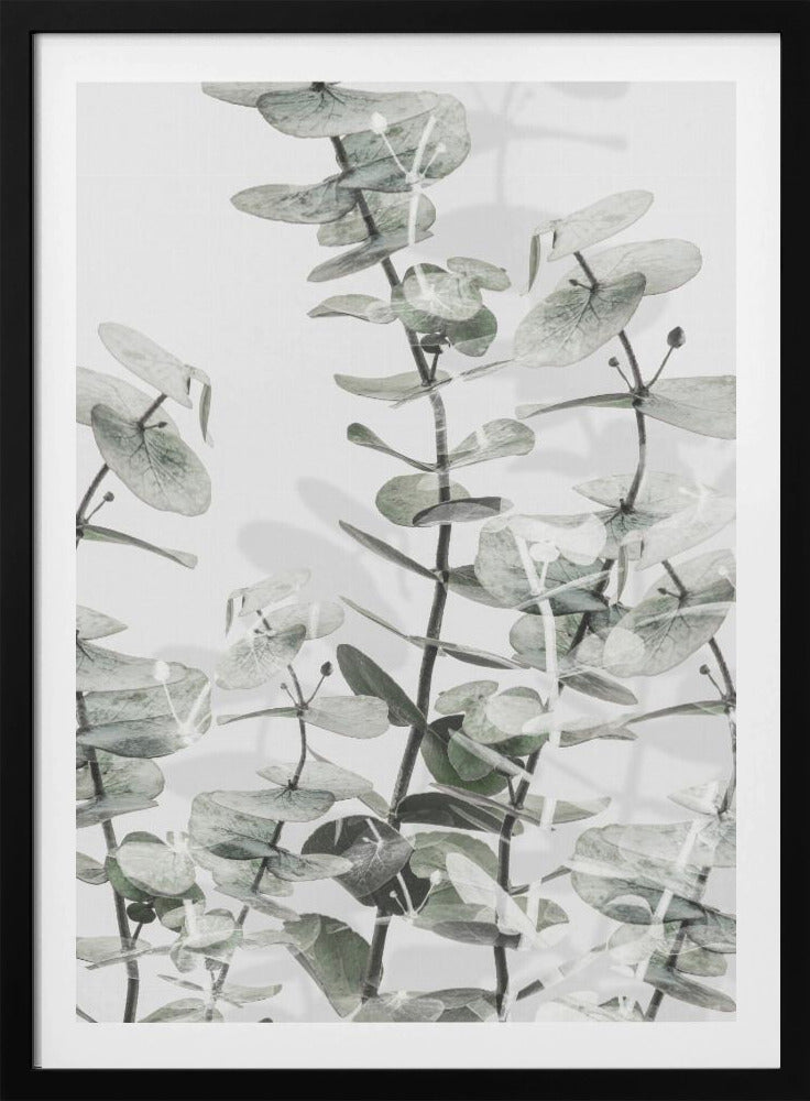 Eukalyptus_001 | Poster