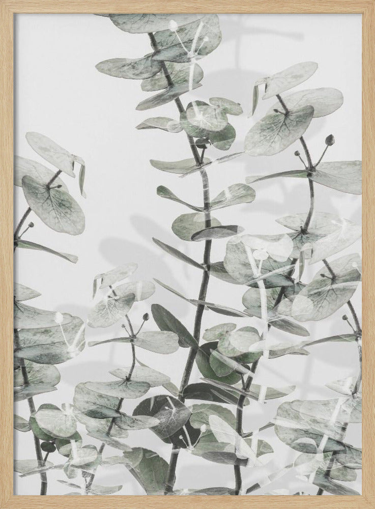 Eukalyptus_001 | Poster