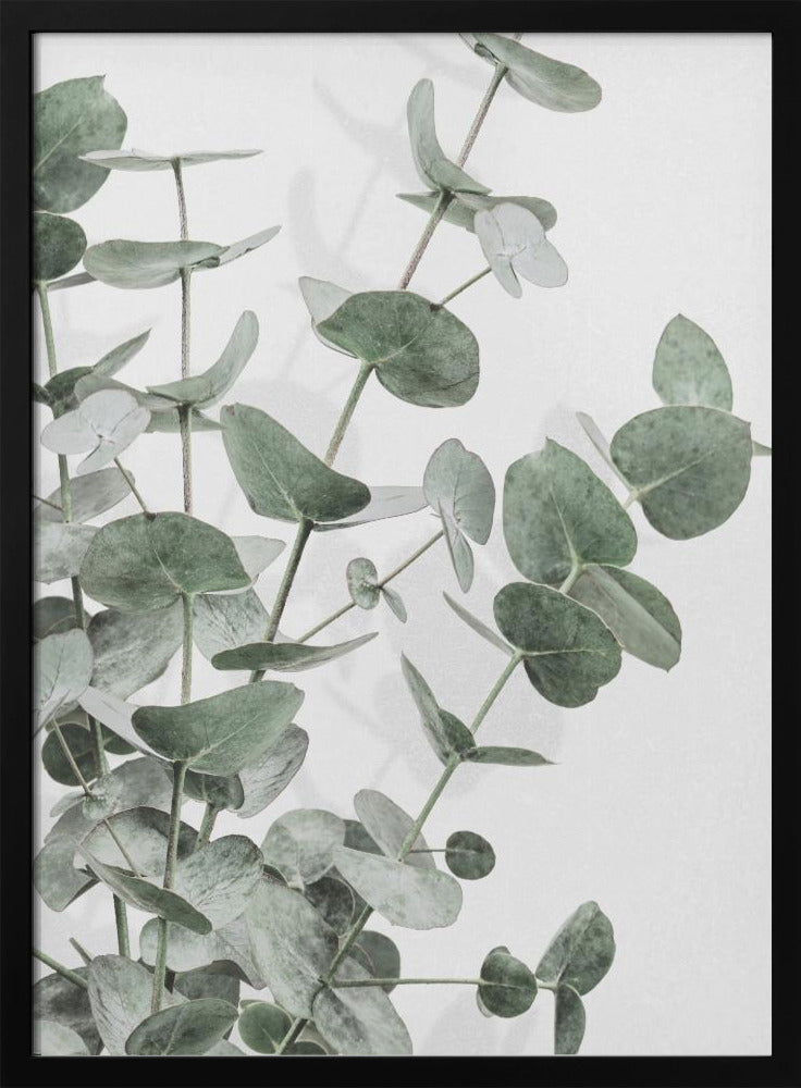 Eukalyptus_003 | Poster