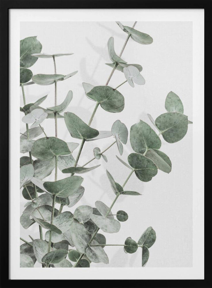 Eukalyptus_003 | Poster