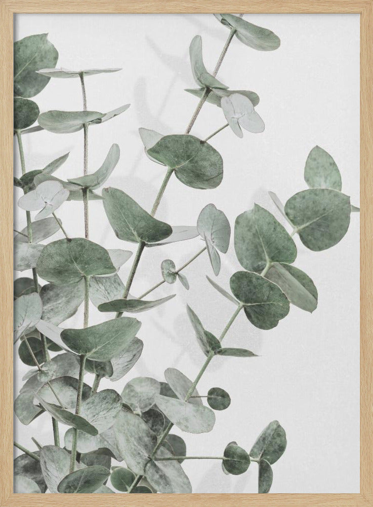 Eukalyptus_003 | Poster