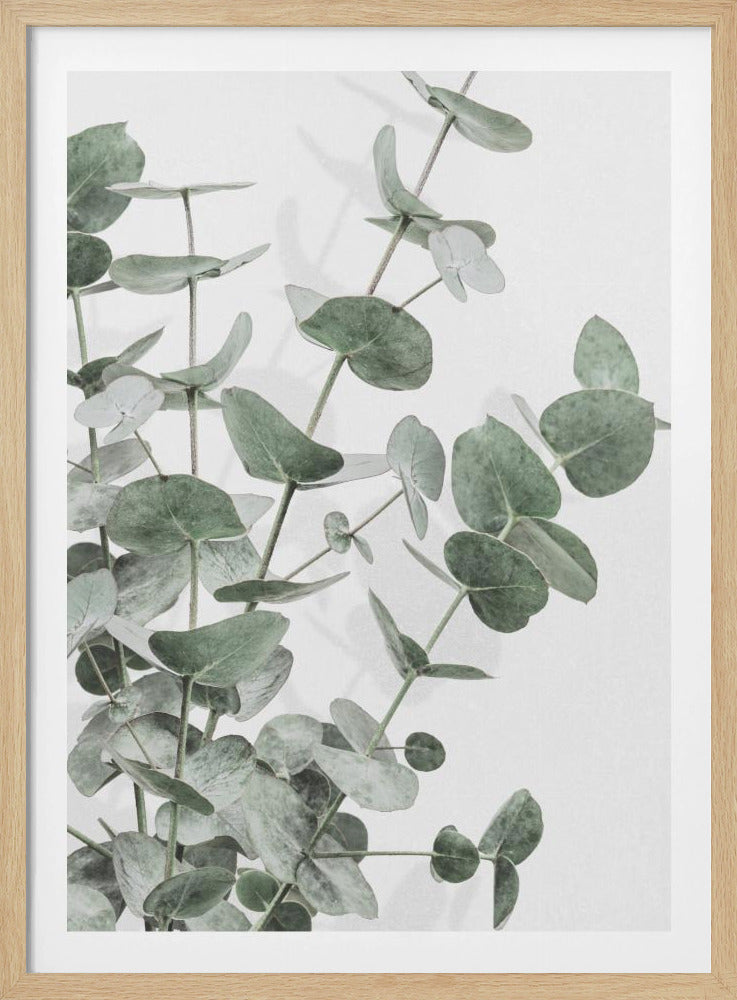 Eukalyptus_003 | Poster