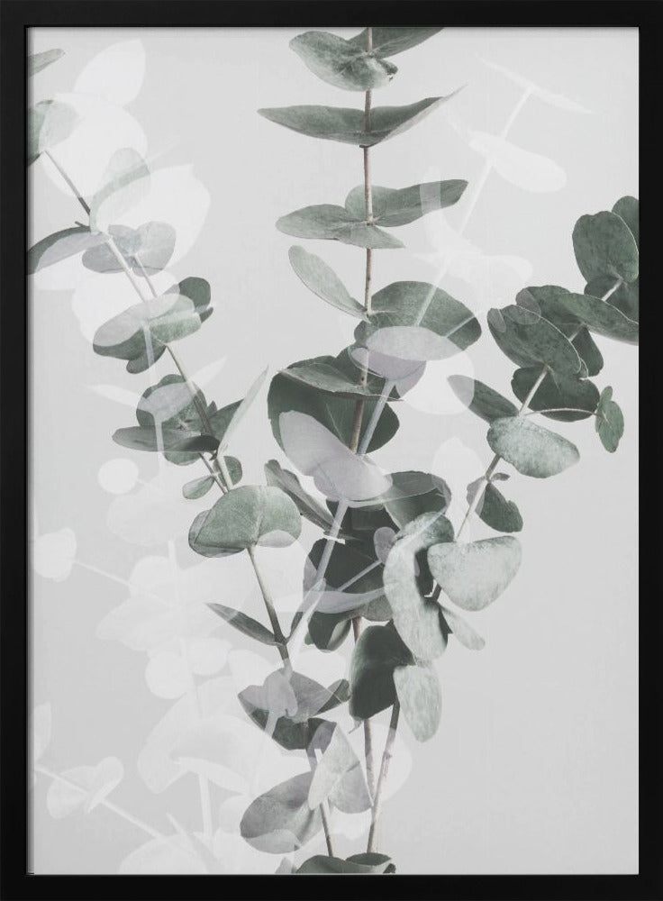 Eukalyptus_002 | Poster