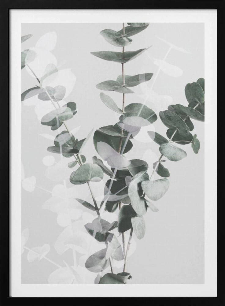Eukalyptus_002 | Poster