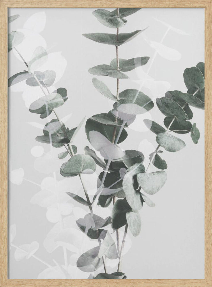 Eukalyptus_002 | Poster