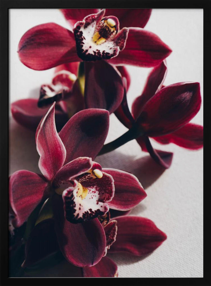 Rote Orchideen mit zarten Blütenblättern | Poster