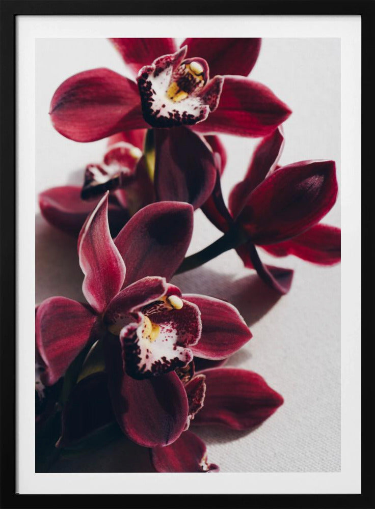 Rote Orchideen mit zarten Blütenblättern | Poster